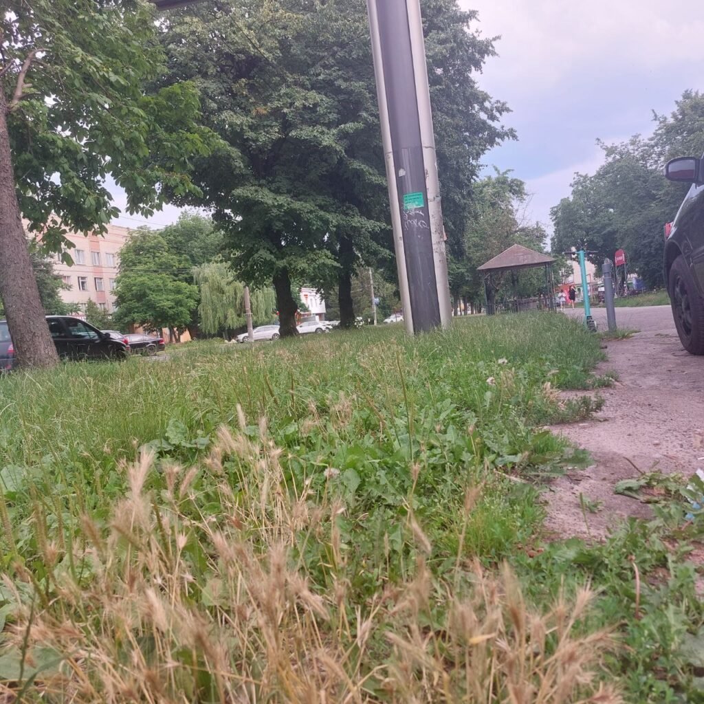 Вінниця поросла бур'яном - Новини Вінниці